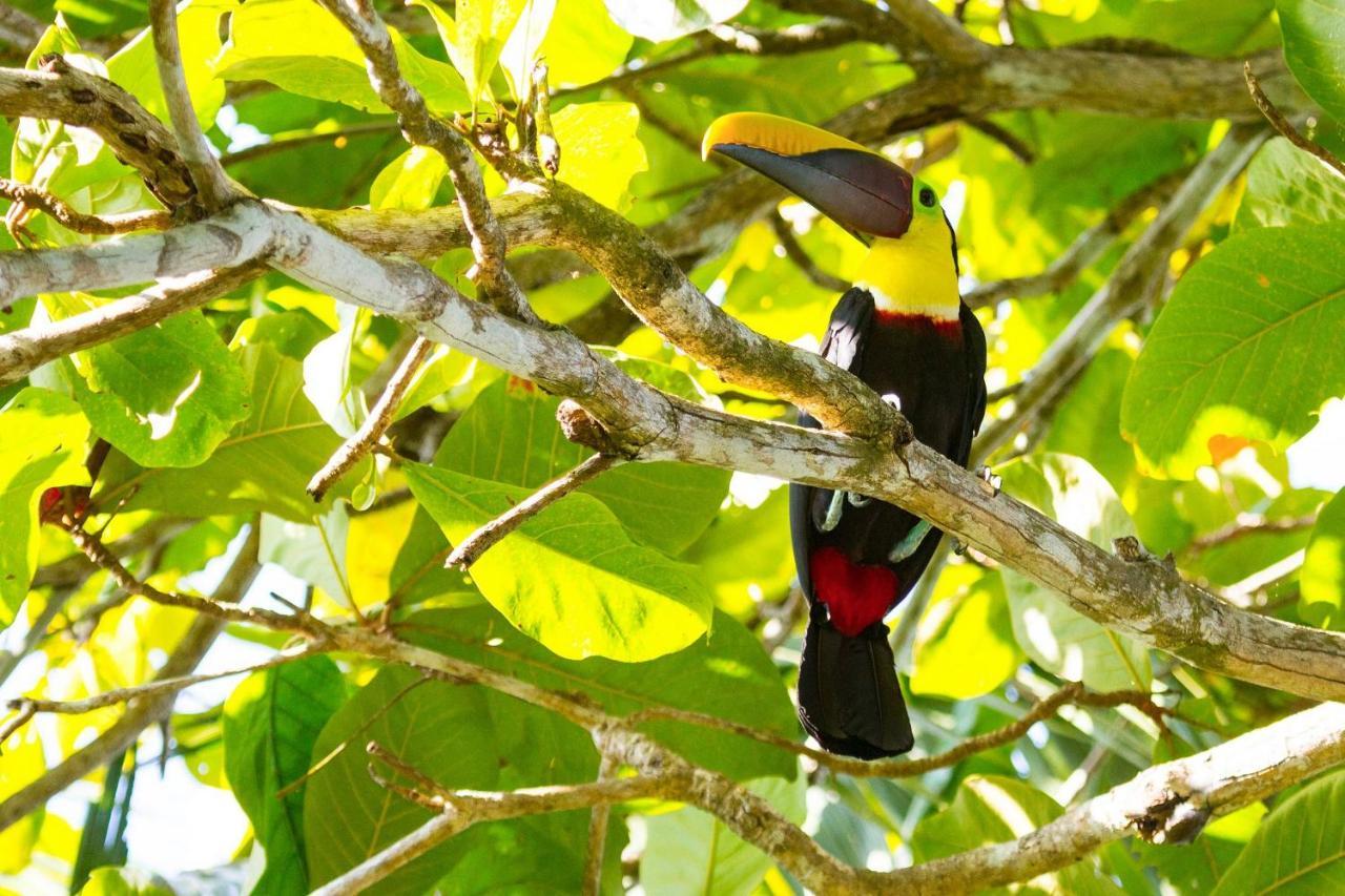Lapa Rios Lodge By Boeena Puerto Jimenez Ngoại thất bức ảnh